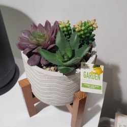 Desktop Succulent Decor 