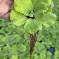 Water Plants 🌱 