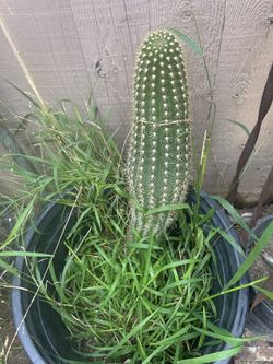 Cactus 🌵 Give Beautiful Flowers 