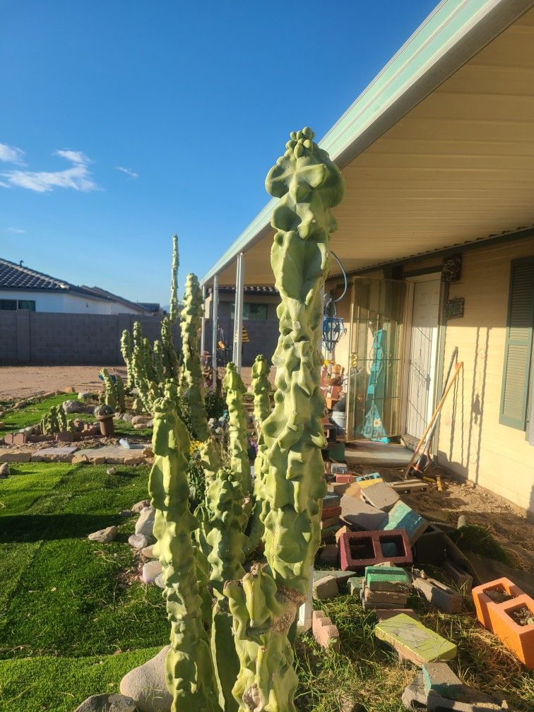 Totem Pole CACTUS cuttings