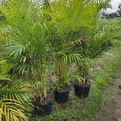 arecas $35 al available 