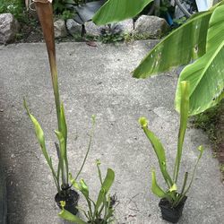 Carnivorous Plants Pitcher Plants (good For Gnats And Other Bugs 