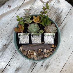 Mixture Of Succulents 