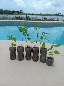 Fragrant Purple Passion Flower Fruit Vine Plant $5 -Deltona, Fl- front porch pickup