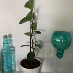 Medium Green Peperomia House Plant, Potted