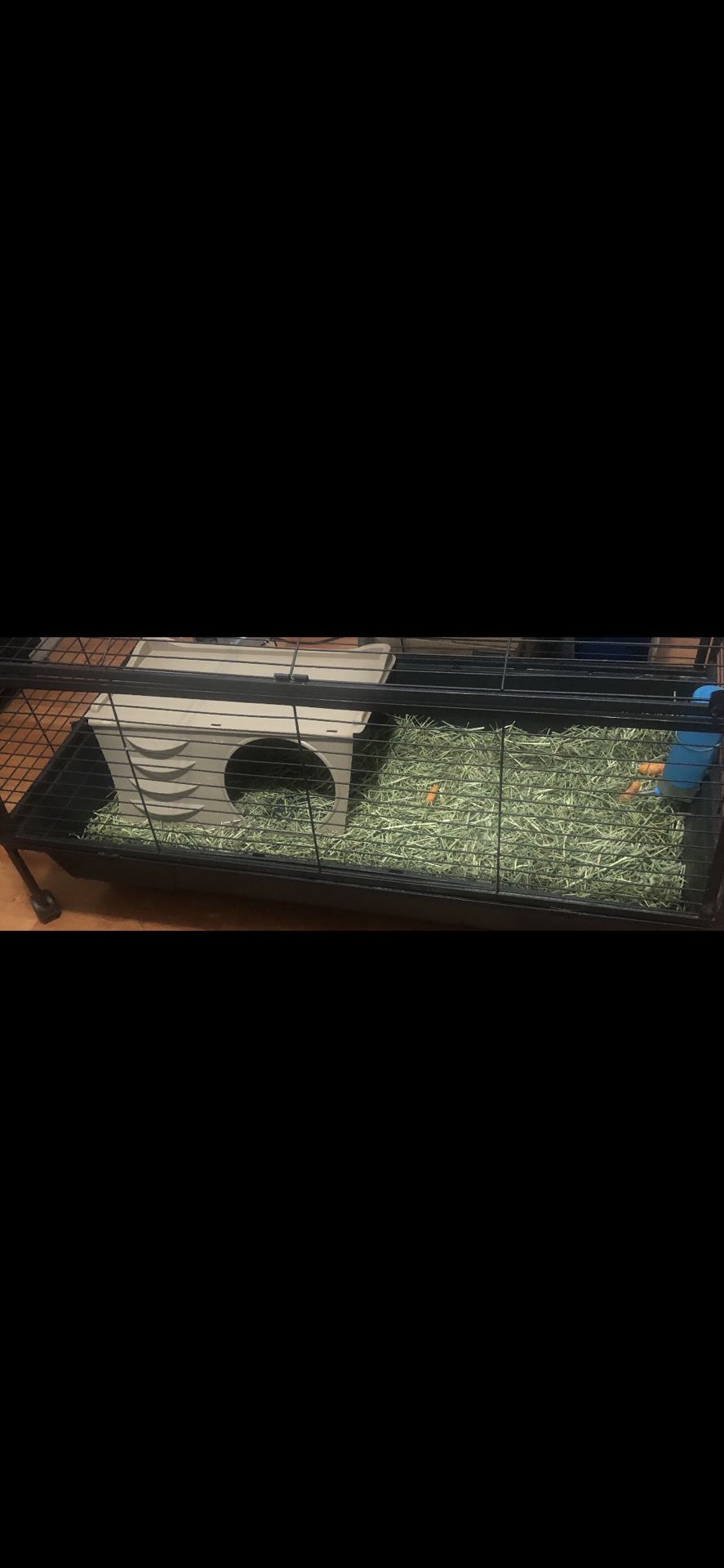 Free Guinea Pig Cage