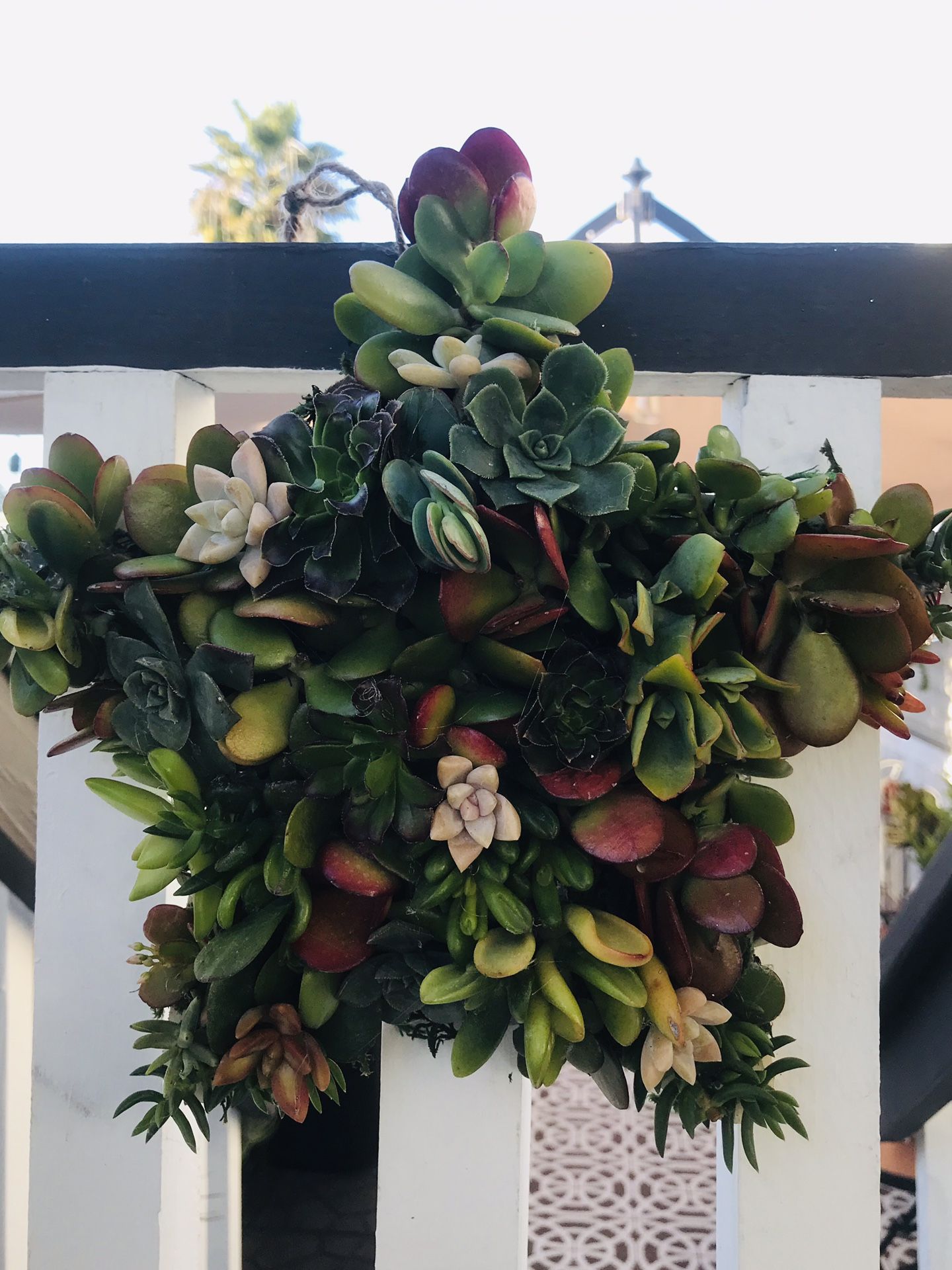 Succulent Star Wreath