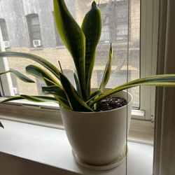 Snake Plant