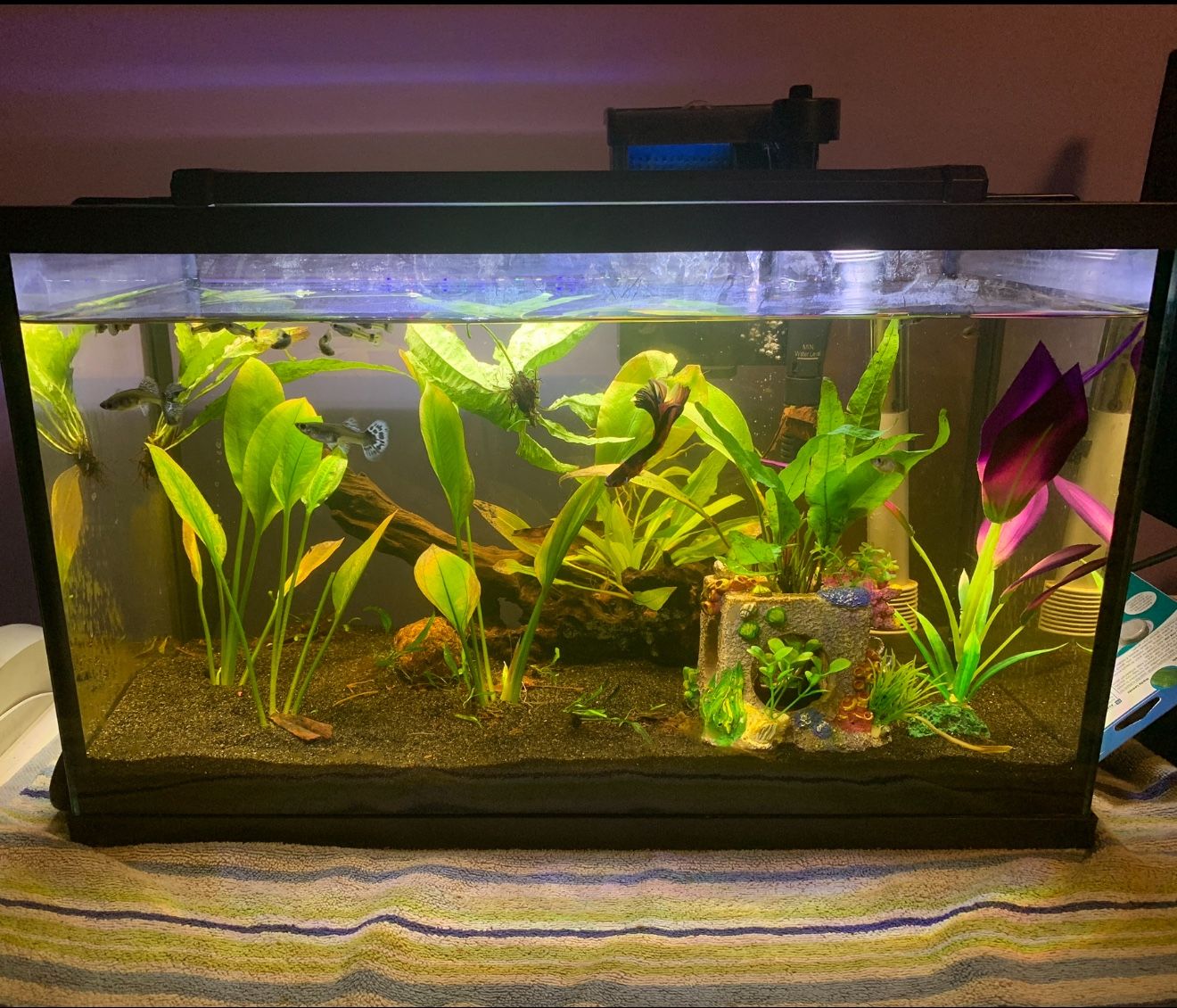 10 Gal Topfin Fish Tank