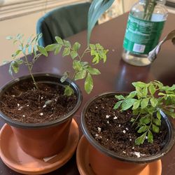 Curry Leaf Plants( 2) In 3 Inch Pots  Plus 10 Stems Of Curry Leaves Free