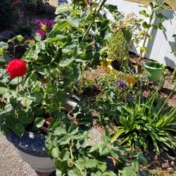 Beautiful Red Velvet Roses with Large Planter/Pot 