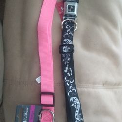 New Collars For Sale Looking For Pet Sitter In Queen Creek 