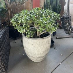 Pot with Plant 