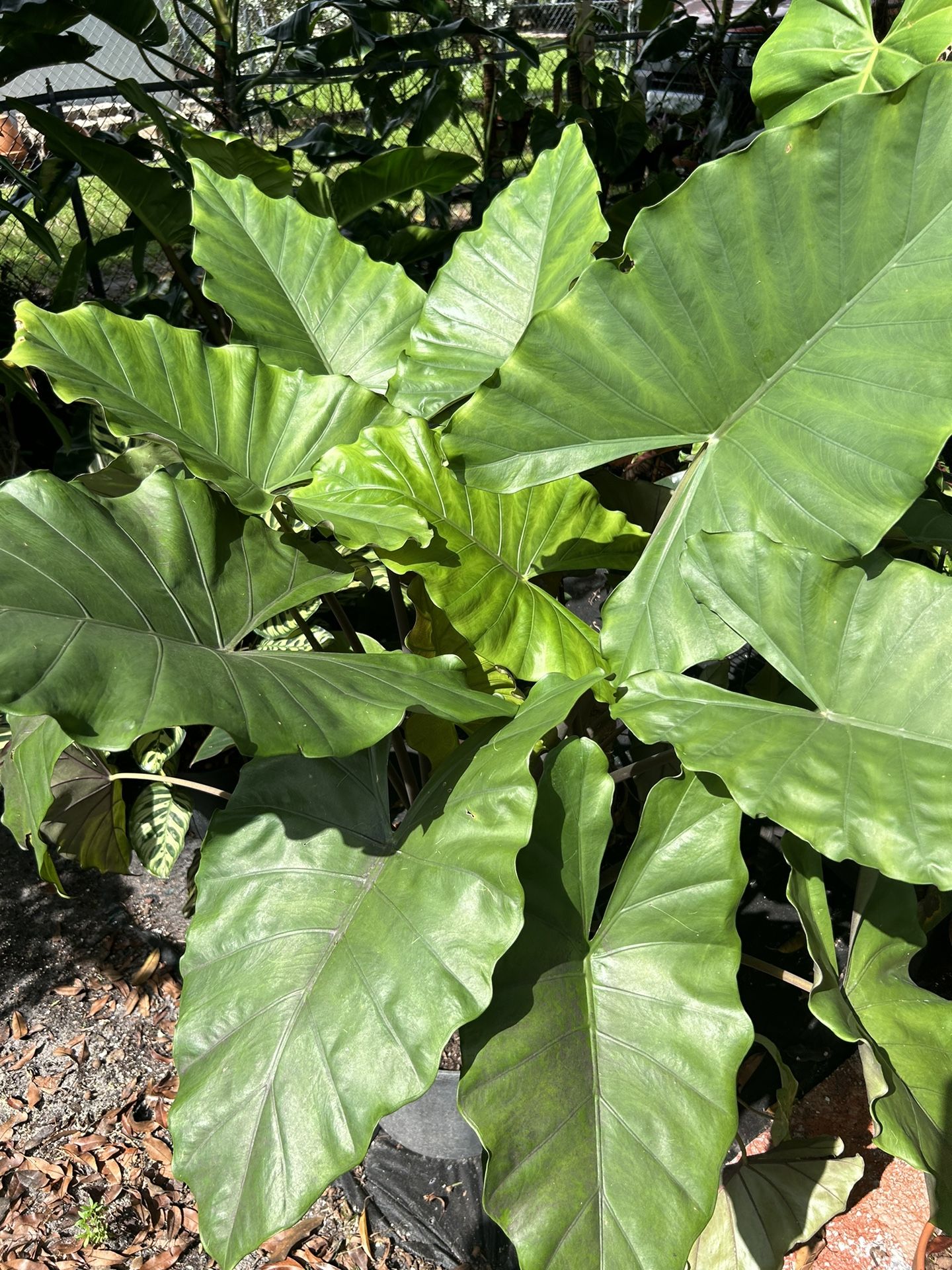 Alocasia Brisbanensis