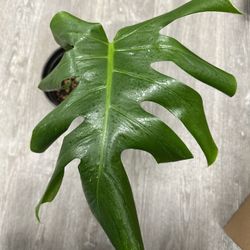 Monstera Albo Cutting