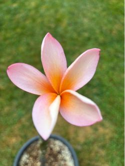 Plumeria with beautiful color