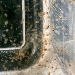 Daphnia aquarium culture