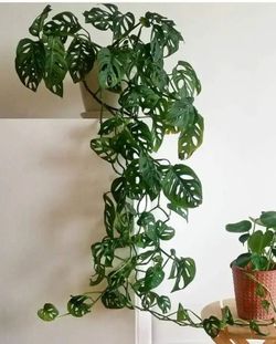 Lush Rare Trailing Monstera Adansonii Swiss Cheese plant / indoor plant/ house plant/ flower Patio Garden