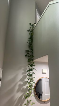 Long, healthy philodendron
