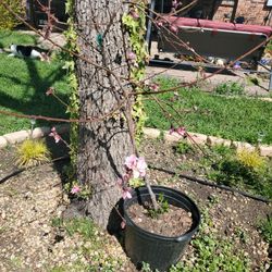 Peaches Tree. Albol De Durazno