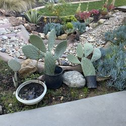 Cactus plants