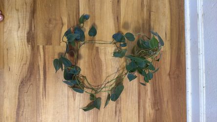 Propagated heart leaf philodendron