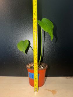 Monstera Deliciosa