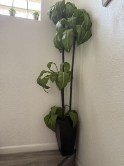 Tall Tree