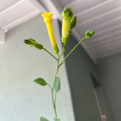 Nicotiana Glauca Plant