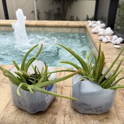 LOTS OF BABY ALOE VERA