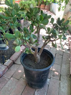 27” Tall Lucky Jade Plant Succulent Tree