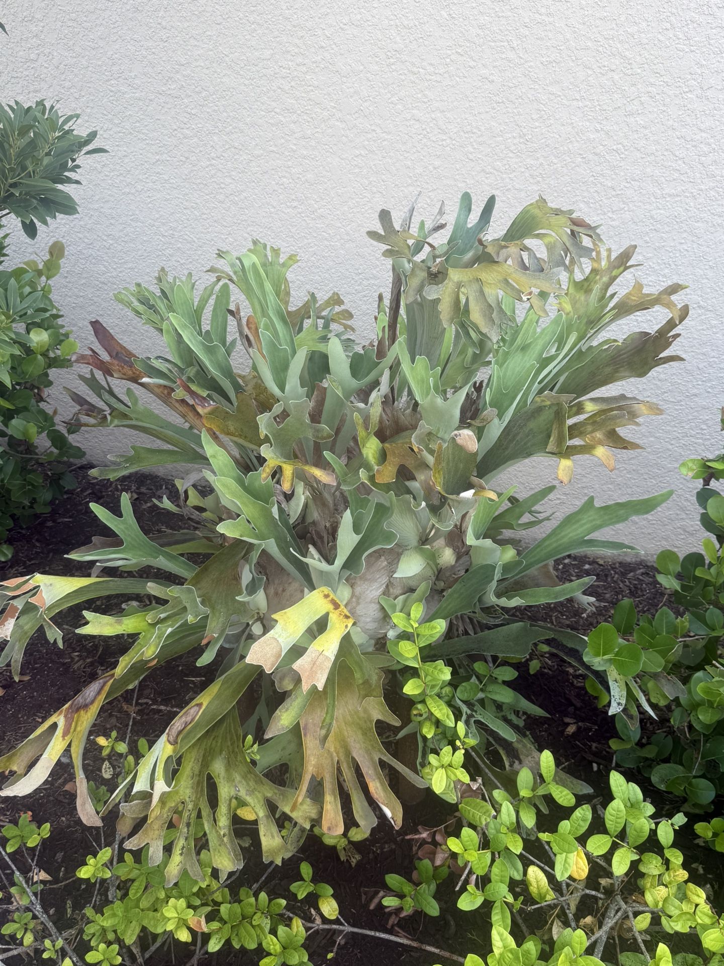 Stag-Horn Fern Netherland Elkhorn.