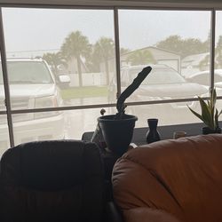 Queen Of The Night Cactus 