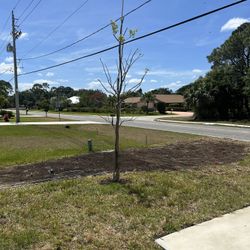 Gumbo Limbo Tree