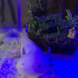 Fish Tank / Aquarium 