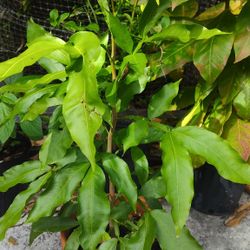 Mamones Or Spanish Lime 