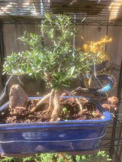 Bonsai olive tree eight years old roots are exposing $85 firm Bonsai olive tree eight years old roots are exposing $85 firm