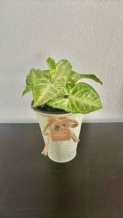 Syngonium plant