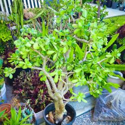 XXL Jade Plant 44" in. Tall w/ Thick Trunk!