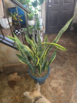 3ft 5in tall Sansevieria snake plants in new 12in Ceramic Pot