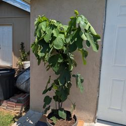 Fig Tree ( Árbol De Higo )