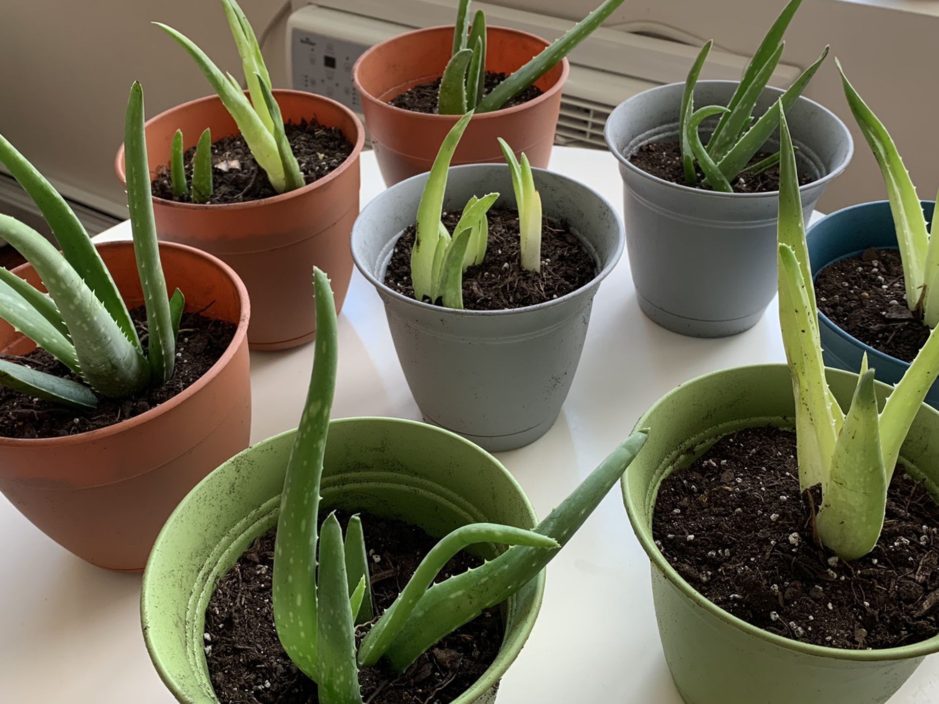 Aloe Vera Plants (6"+8" Pots)