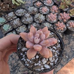 Plants for sale $5 each