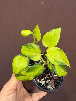 4” neon enjoy pothos
