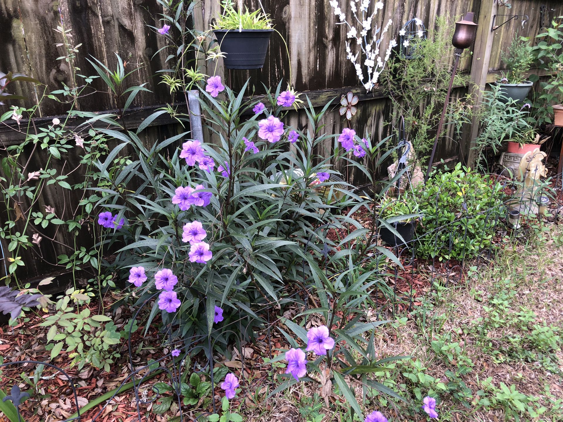 Mexican Petunias (blooming Now!)