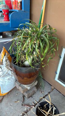 Ponytail Palm Plant