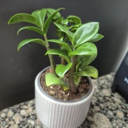 ZZ Plant Pick Up Upland BENSON & ARROW 