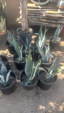 Plantas de maguey chiquitas