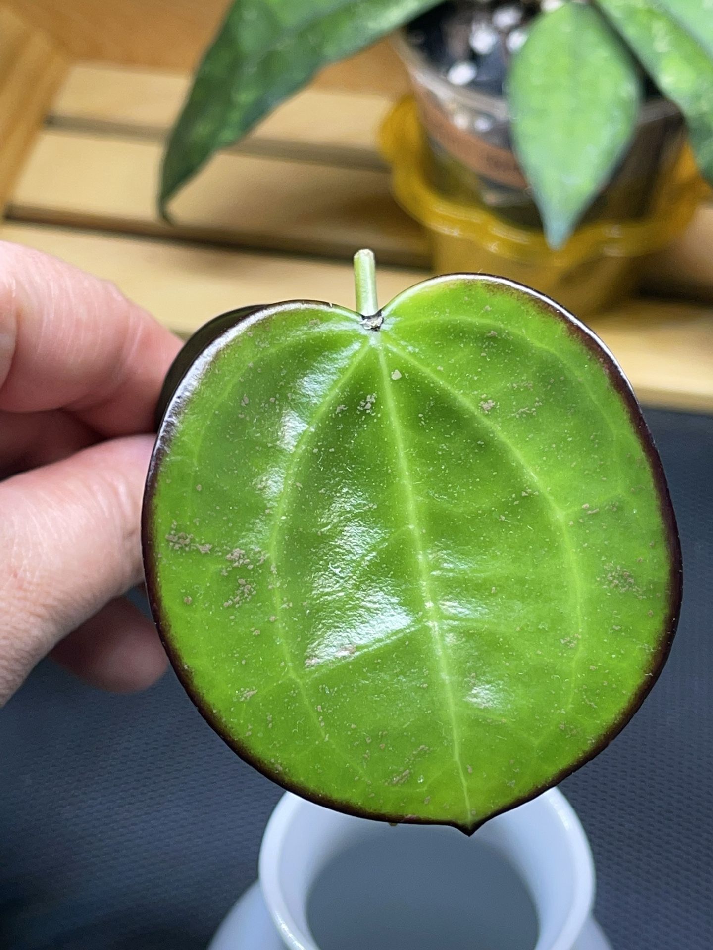Hoya Sp Da Lat Round Leaves