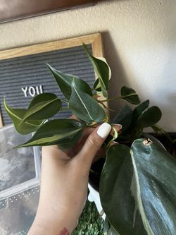 Silver Stripe Philodendron Cutting